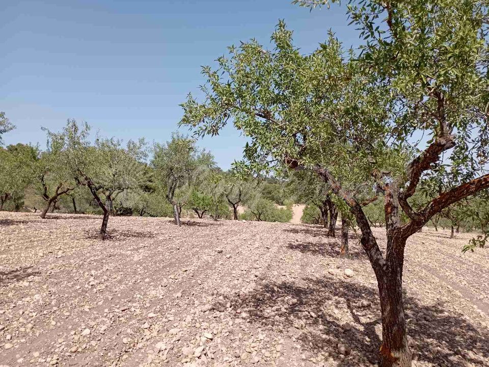 Helårsgrund i Raspay, Murcia - foto 5